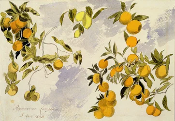 Orangers, 1863
